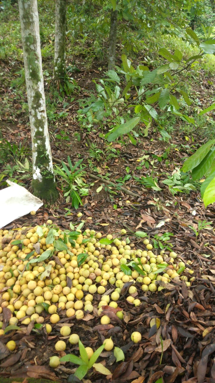 Sebagian masyarakat gampong Lhok Pawoh juga memiliki lahan Kebun pala 